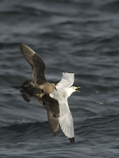 Merikihu, Parasitic Jaeger, Stercorarius parasiticus